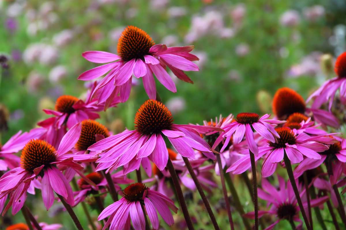 ECHINACEA, o plantă de poveste